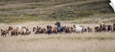 Icelandic Horses Are Some Of The Most Beautiful Horses In The World, A Special Breed