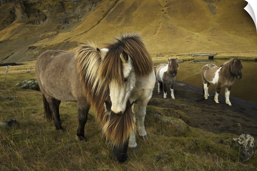 Icelandic horses, Iceland.