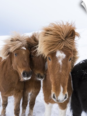 Icelandic Horses with typical thick shaggy winter coat, Iceland
