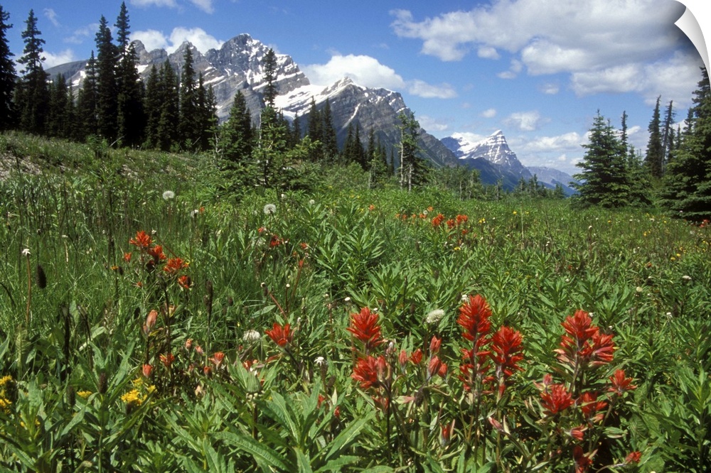 Indian Paintbrush in field near Peyto Lake in Banff National Park, Canada.
