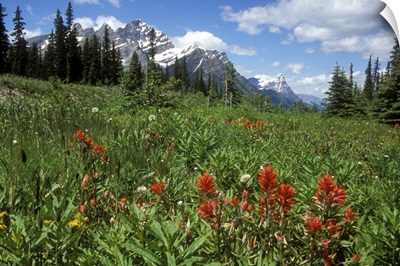 Indian Paintbrush in field near Peyto Lake in Banff National Park, Canada