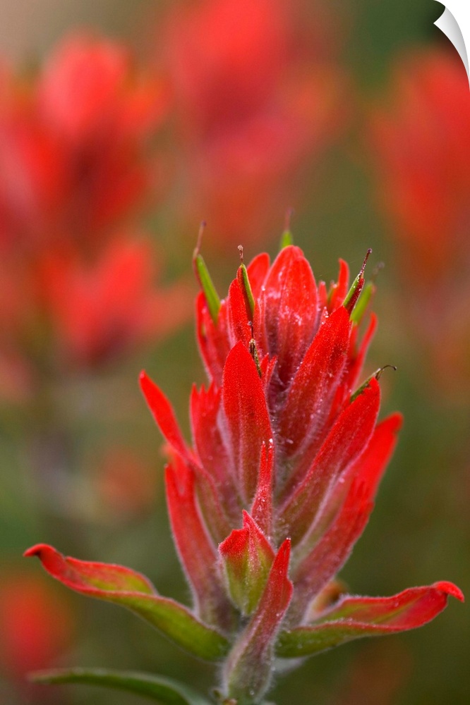 Indian Paintbrush, Scarlet Paintbrush, Castilleja Miniata, Scrophulariaceae, Figwort. Closeup of an indian paintbrush flower.