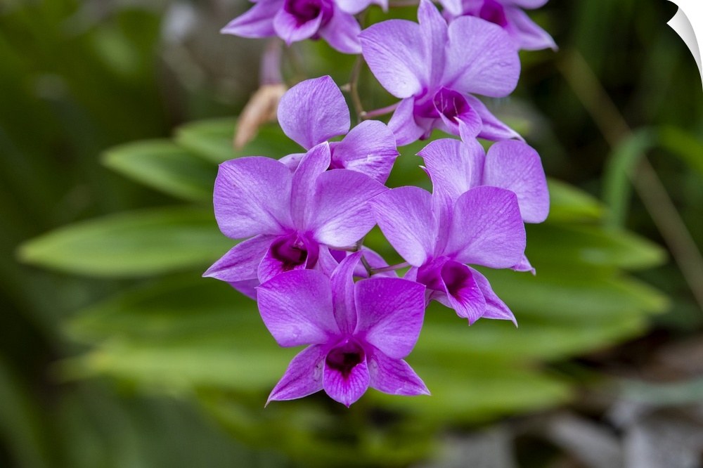 Indonesia, Bali. Orchid detail.