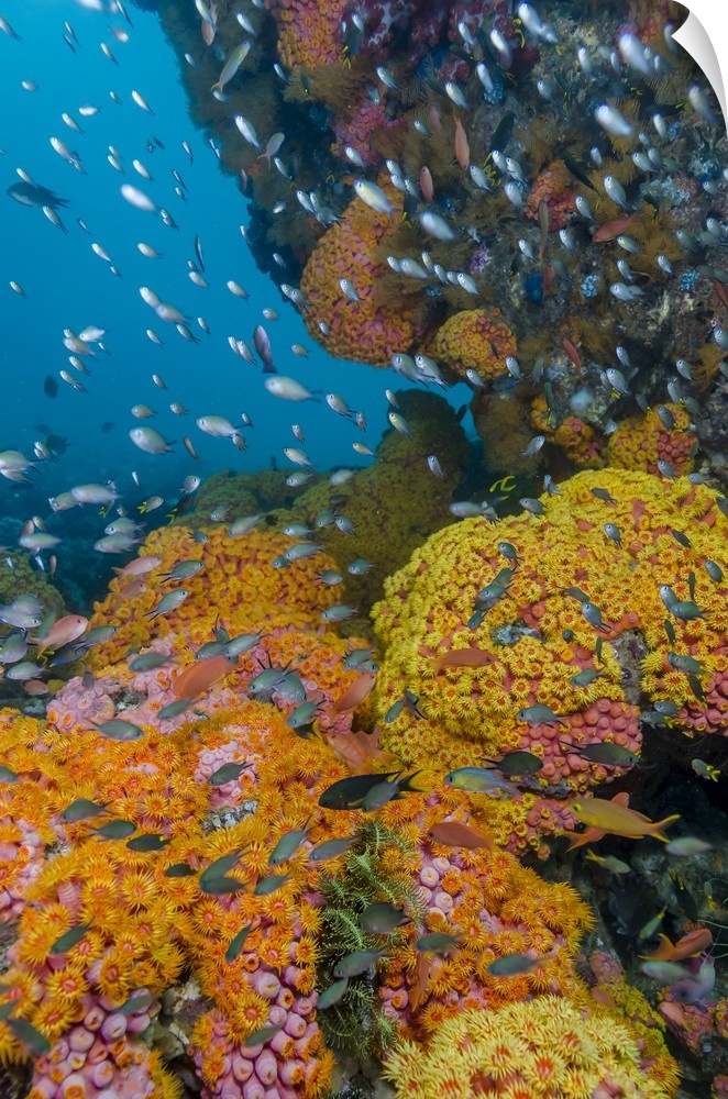 Indonesia, West Papua, Triton Bay. Coral reef scenic.