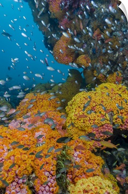Indonesia, West Papua, Triton Bay, Coral reef scenic