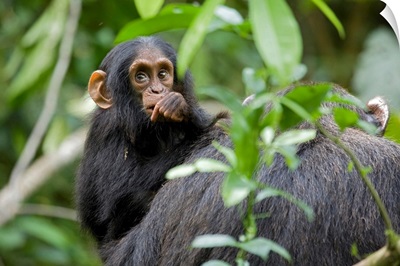 Infant Chimpanzee, Africa, Uganda, Kibale National Park, Ngogo Chimpanzee Project