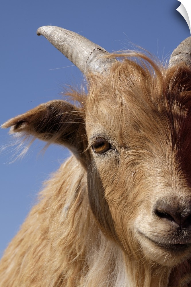 Inner Mongolian Cashmere goat, Western Mongolia.
