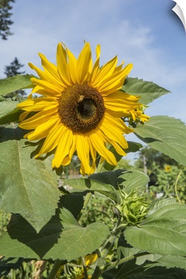 Issaquah, Washington State, USA, Honeybee Pollinating A Sunflower On A Sunny Day