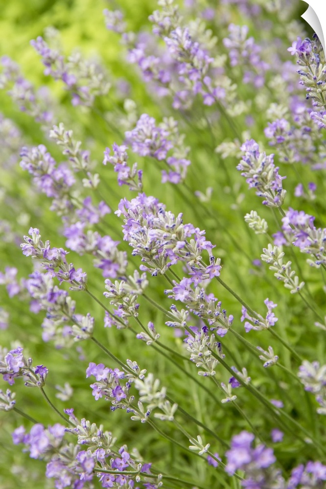 Issaquah, Washington State, USA. Lavender plants in bloom. United States, Washington State.