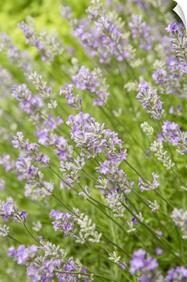 Issaquah, Washington State, USA, Lavender Plants In Bloom