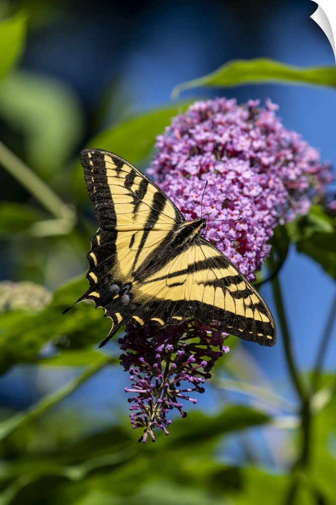 Issaquah, Washington State, USA. Western Tiger Swallowtail butterfly pollinating a Butterfly Bush. United States, Washingt...