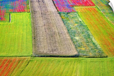 Italy, Castelluccio, Aerial Of Field With Flower Patterns