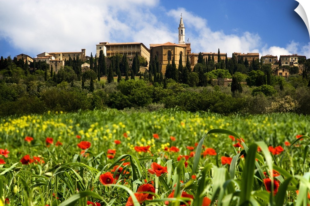 Europe, Italy, Pienza. Poppies bloom below the hilltop village of Pienza.
