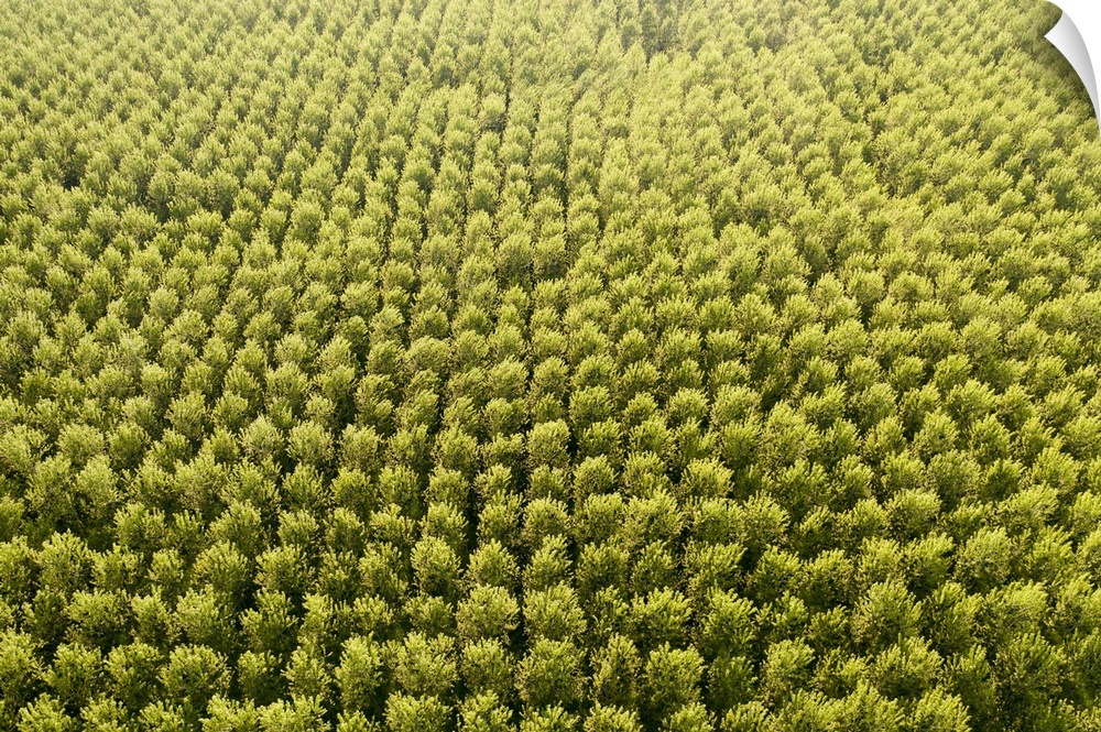 Italy, poplar trees plantation for paper pulp production. Europe, Italy.