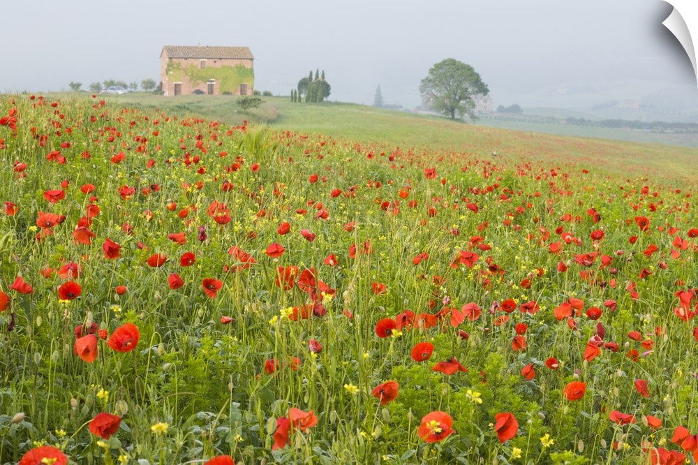 Italy, Tuscany. A foggy morning amidst a field of poppies.