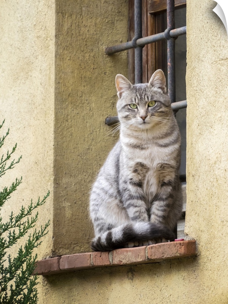 Italy, Tuscany, Pienza. Cat sitting on a window ledge along the streets. Europe, Italy.