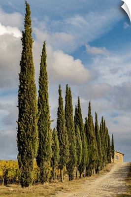 Italy, Tuscany, Row Of Pine Trees