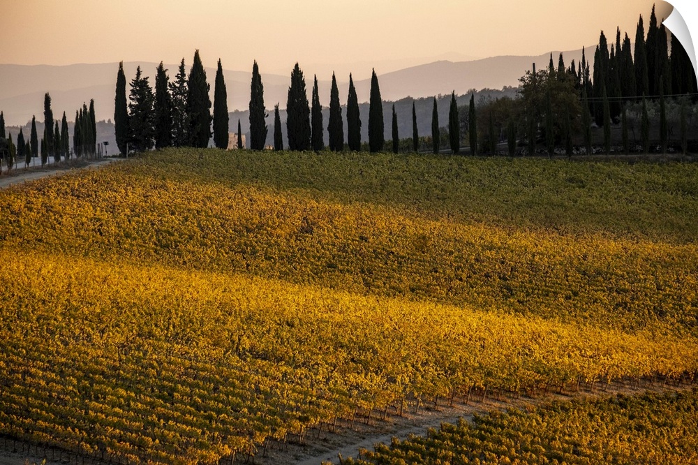 Italy, Tuscany, vineyard, late light