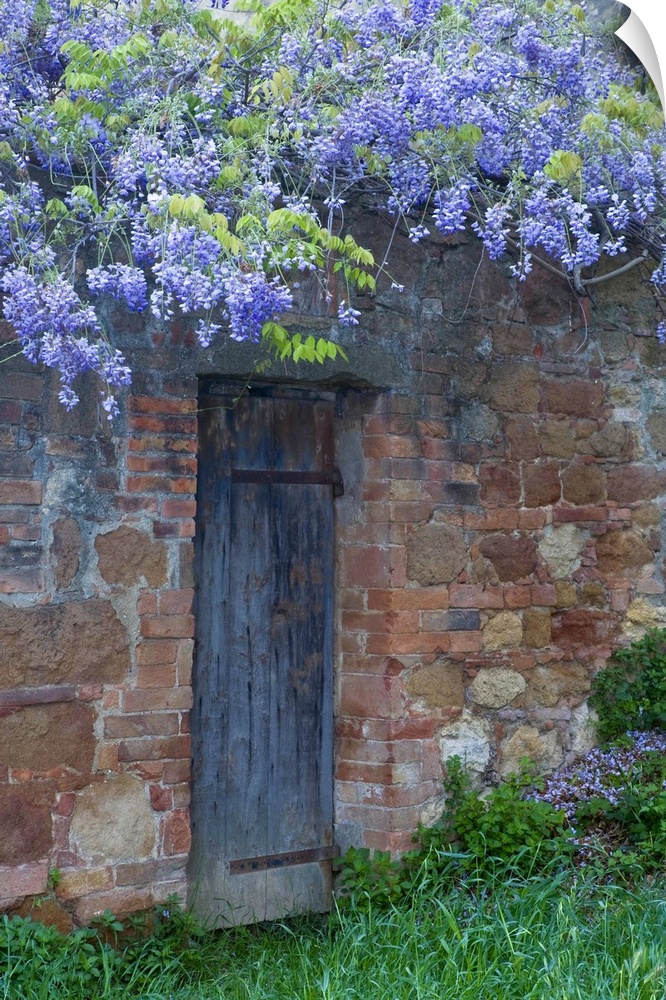 Italy, Tuscany. Wisteria blossoms hang over an old doorway in Pienza.