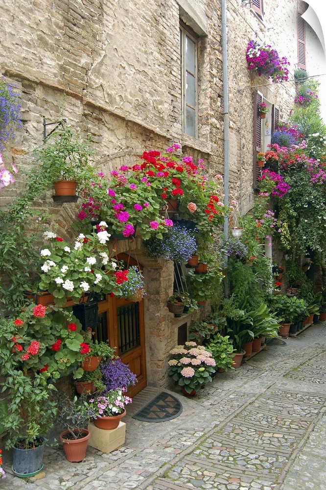 Italy, Umbria, Spello. Flowers adorn the narrow cobblestone streets (MR)