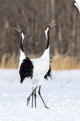 Japan, Hokkaido, Japanese Red-Crowned Cranes