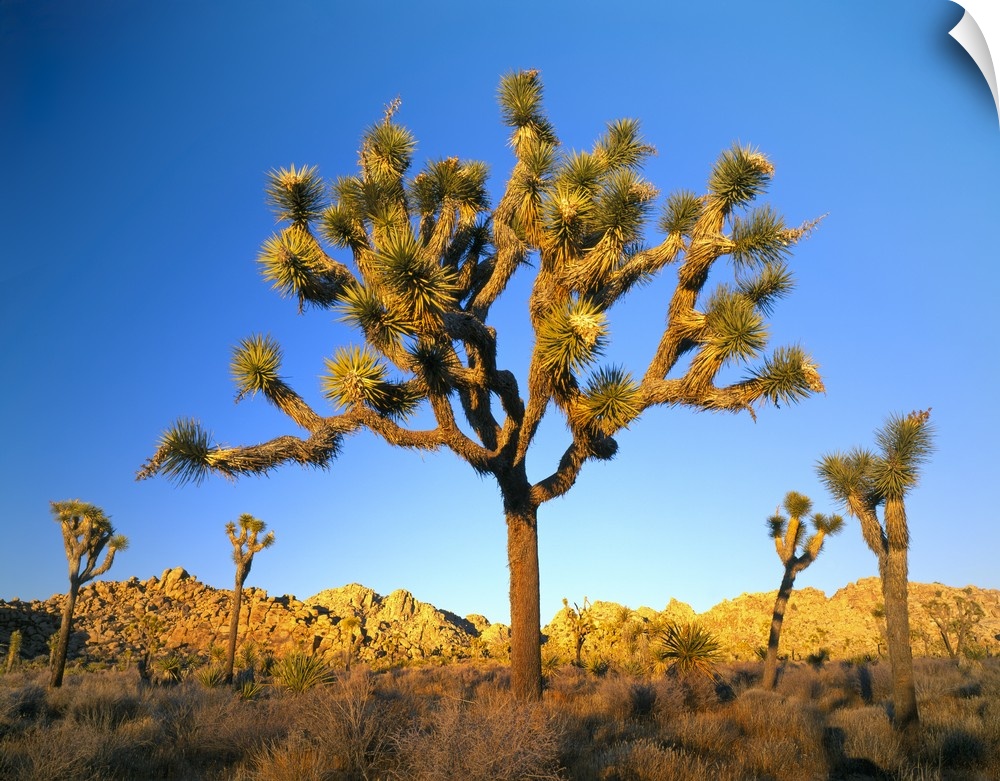 Joshua Tree National Park, California. USA. Joshua tree (Yucca brevifolia) at sunset. Mojave Desert.