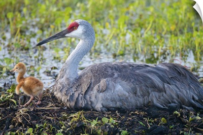 Just hatched, Sandhill Crane on nest with first colt, Florida