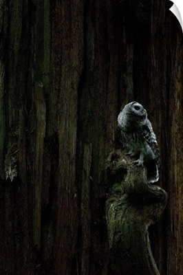 Juvenile barred owl, Strix varia, Stanley Park, British Columbia