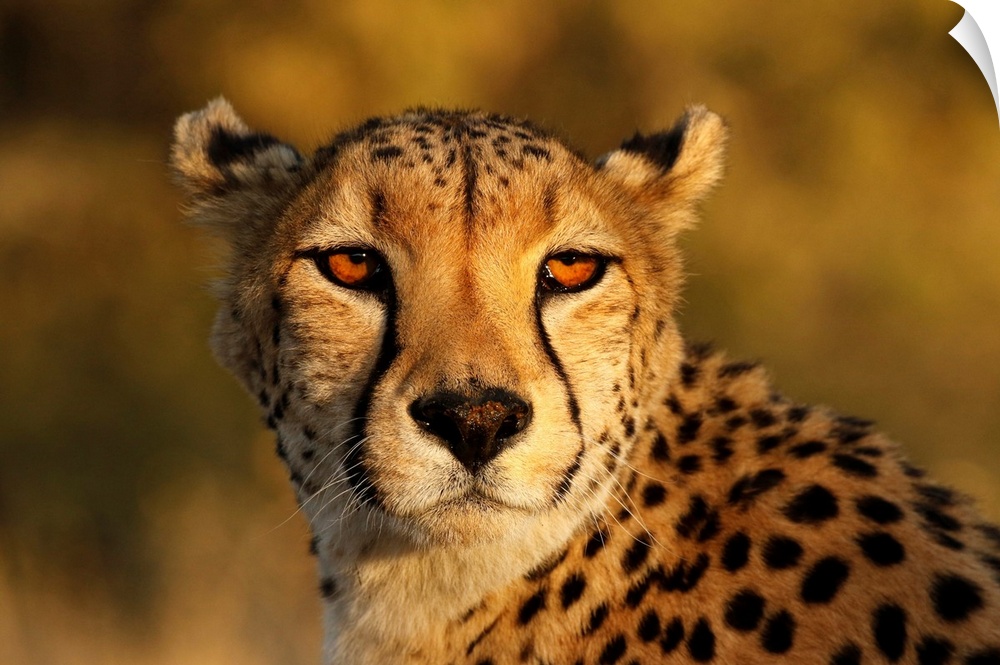Kenya, Masai mara national reserve. Cheetah close-up at sunset.