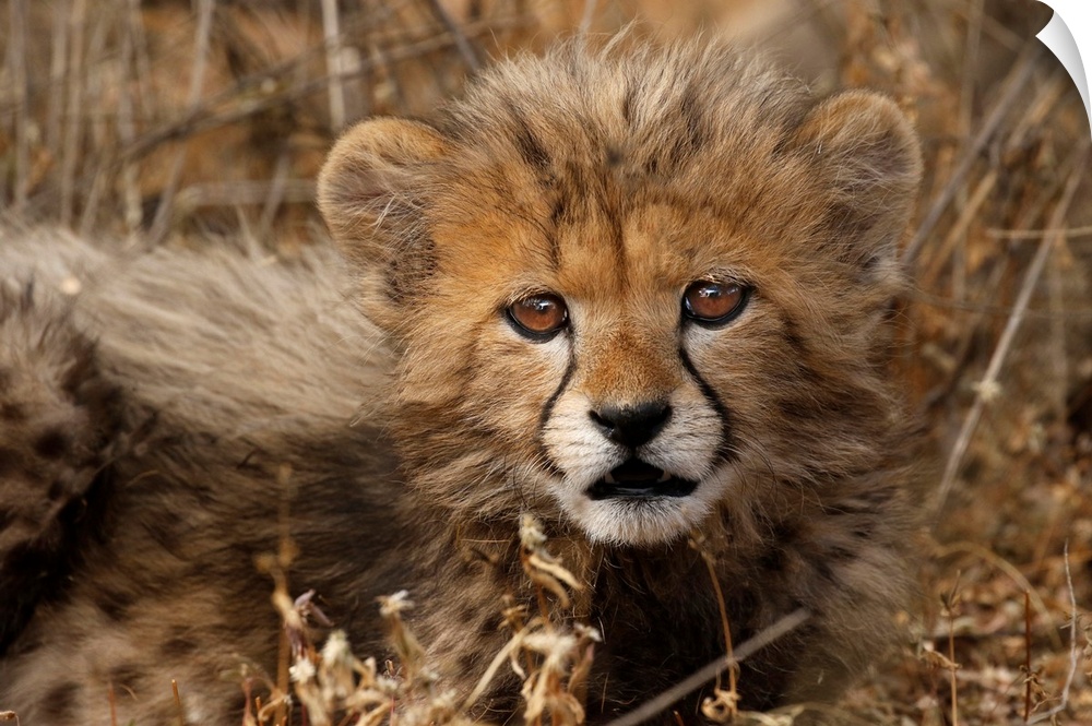 Kenya, Masai mara national reserve. Cheetah cub close-up.