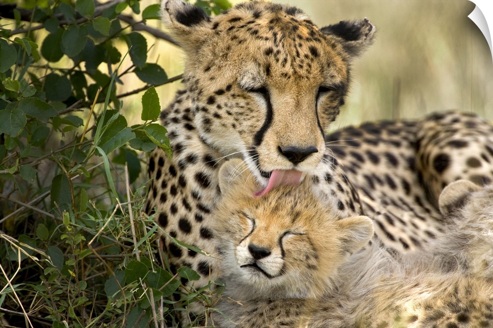 Kenya, Masai mara national reserve. Cheetah mother grooming cub.