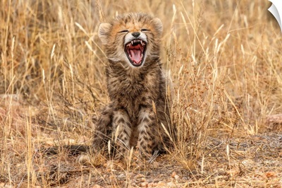 Kenya, Masai Mara National Reserve, Close-Up Of Cheetah Cub Yawning