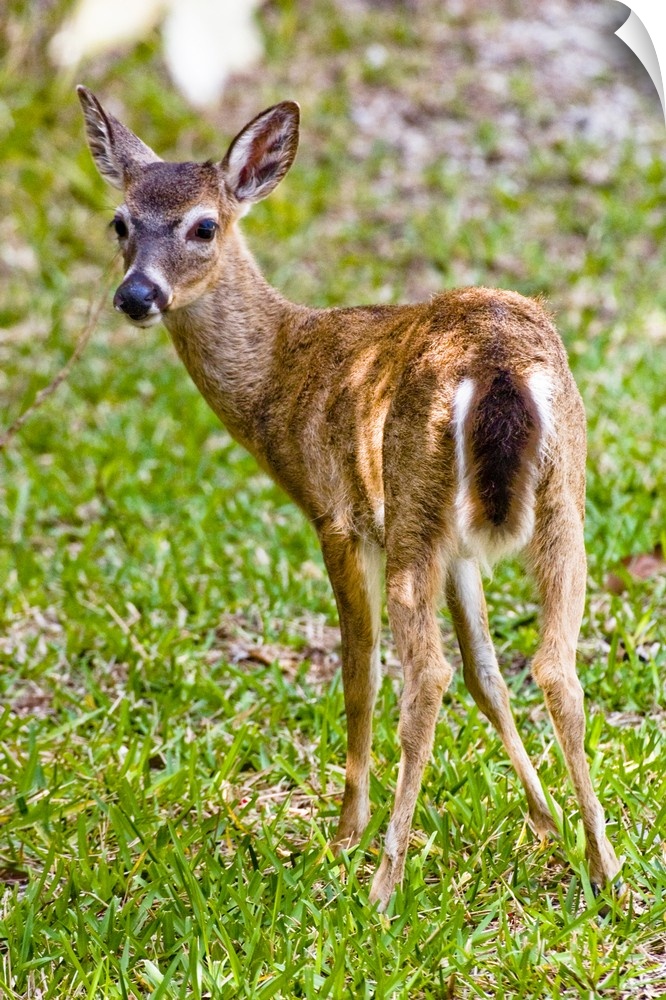 Key deer, Odocoileus virginianus clavium, the smallest of the white-tailed deer, Odocoileus virginianus, lives in the Flor...