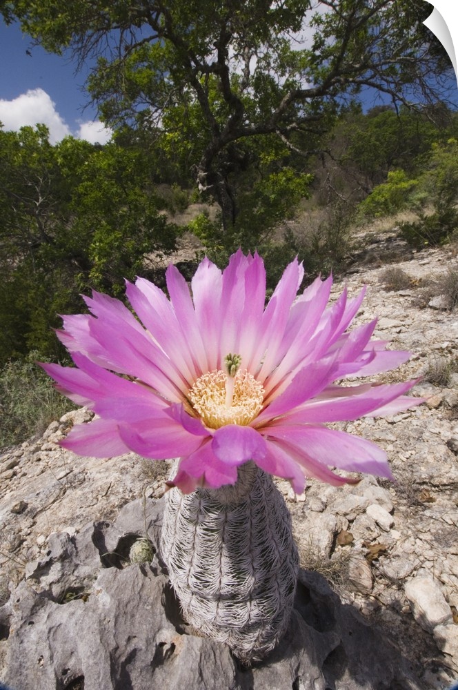 Lace Cactus, Echinocereus reichenbachii, blooming, Uvalde County, Hill Country, Texas, USA, April 2006