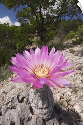 Lace Cactus, blooming, Uvalde County, Hill Country, Texas