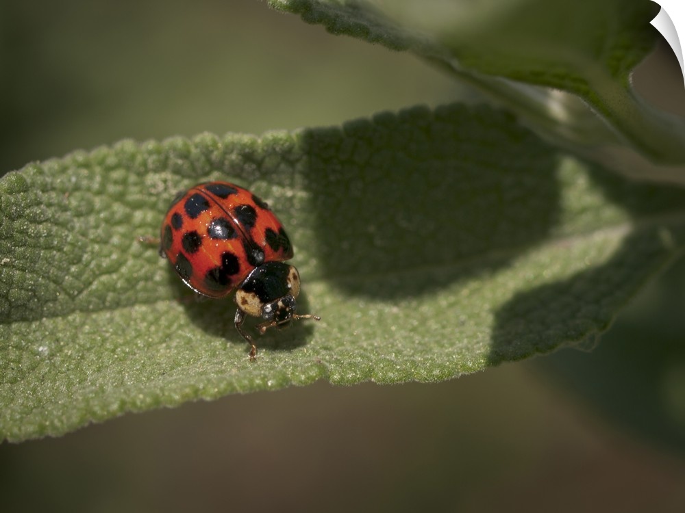 Ladybird beetle (ladybug) on Cleveland sage, Los Angeles, California.