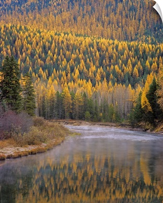 Larch Trees reflect into McDonald Creek in Autumn in Glacier National Park Montana