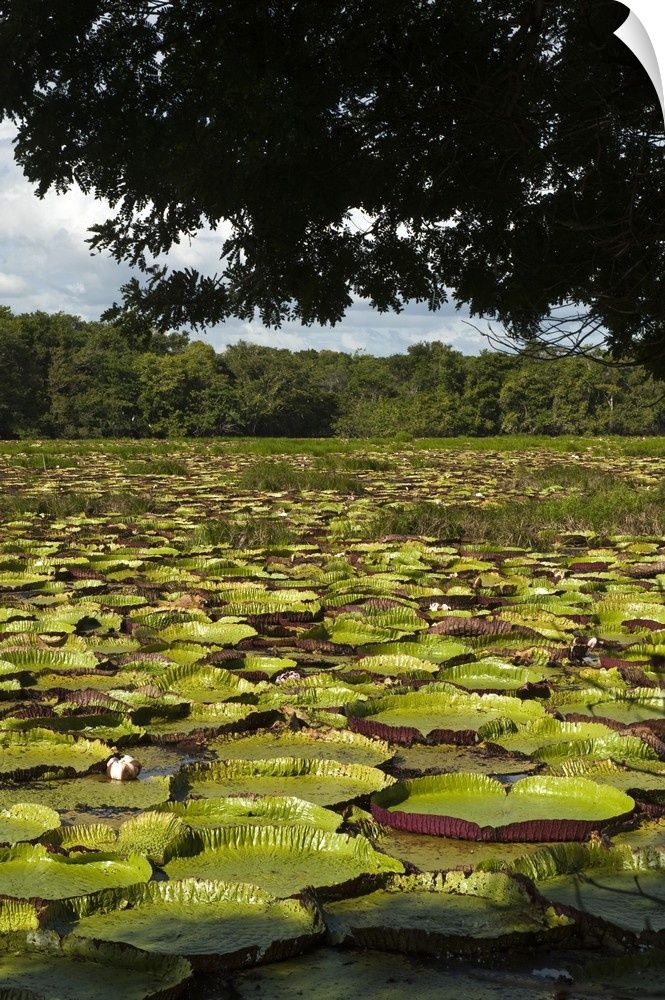 Giant Amazon Water Lily (Victoria amazonica), the largest lily. Permanent ponds in Savannah, Rupununi, Guyana, South Ameri...