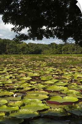 Largest lily, the Giant Amazon Water Lily, in permanent ponds, Rupununi, Guyana