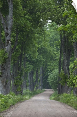 Latvia, Western Latvia, Kurzeme Region, Sabile, country road