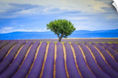 Lavender Field, Europe, France, Provence, Valensole Plateau