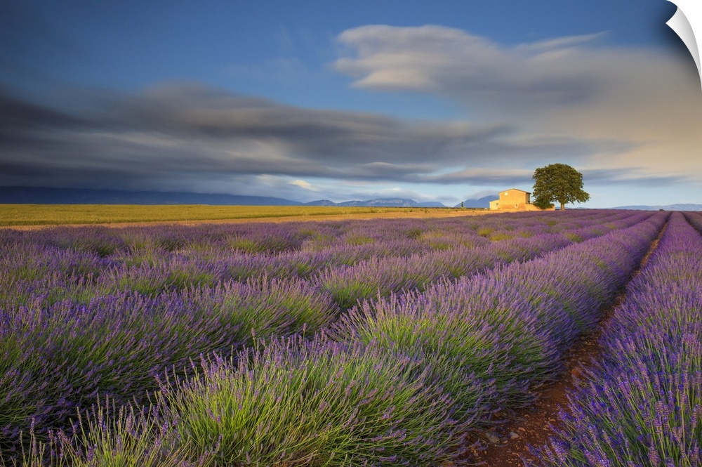France, Provence, Valensole Plateau. Lavender rows and farmhouse. Credit: Jim Nilsen
