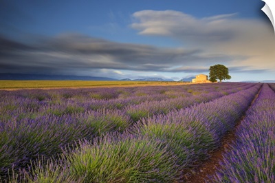 Lavender Rows And Farmhouse, France, Provence, Valensole Plateau