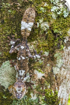 Leaf-tailed Gecko,-Toamasina Province, Madagascar