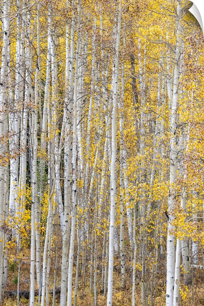 Leaves and tree trunks create an aspen wall of texture, Colorado, USA.