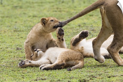 Lion cub bites the tail of lioness, Ngorongoro Conservation Area, Tanzania