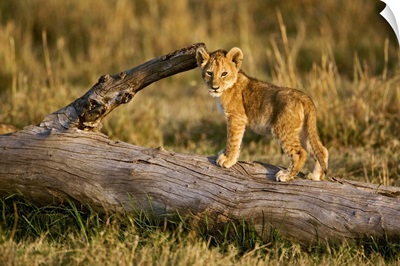 Lion Cub On Log, Panthera Leo, Masai Mara, Kenya
