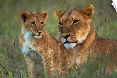Lioness With Cub At Dusk, Ol Pejeta Conservancy, Kenya