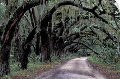 Live oaks line a dirt road