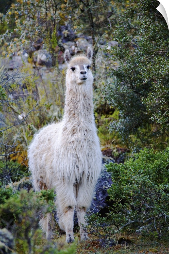 Llama in Lares Valley, Cordillera Urubamba, Peru.